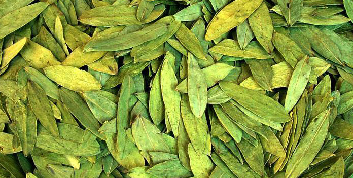 Cassia Angustifolia leaves