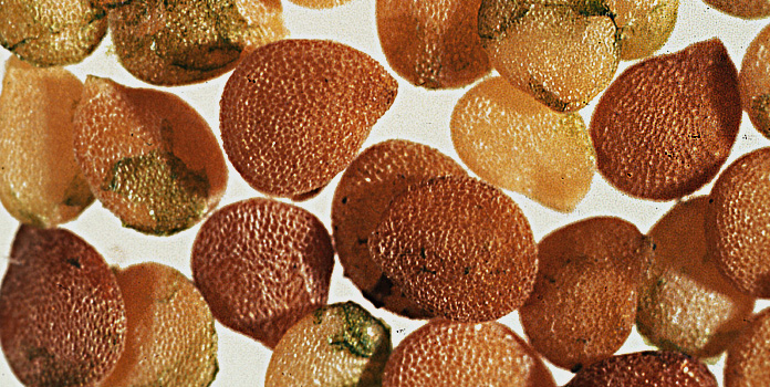 zumari 120pcs Solanum Nigrum Fruit Seeds