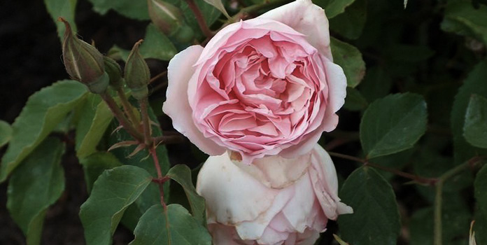 Tea Rose Nature Identical Oil Awesome Rose Fragrance